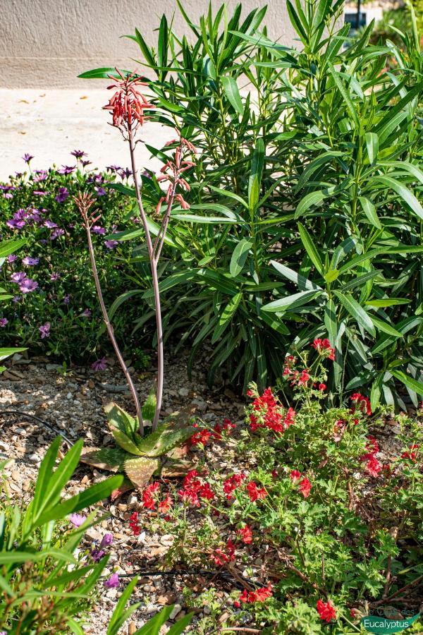 Le Clos Des Eucalyptus Le Plan-de-la-Tour エクステリア 写真